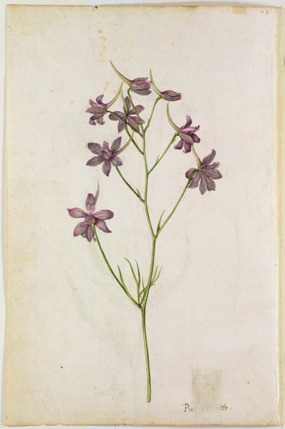 Delphinium ajacis, vers 1568 - Jacques Le Moyne